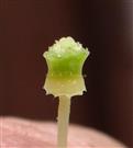  Pistil Head